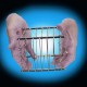 VANISHING BIRD CAGE